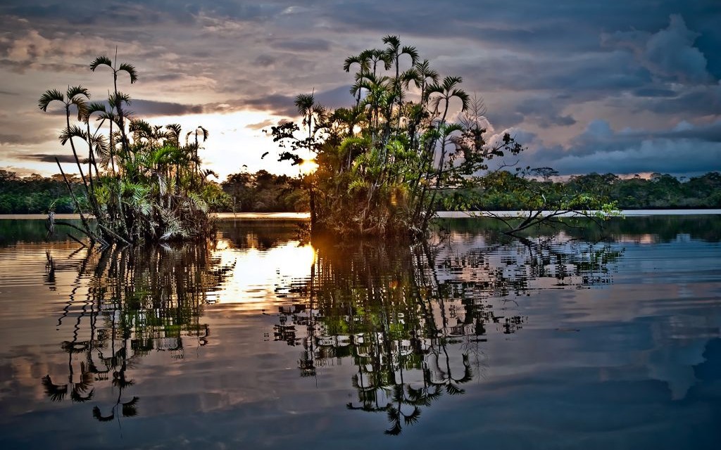 Amazon Rainforest, Ecuador © Pablo Hidalgo | Dreamstime 59533135