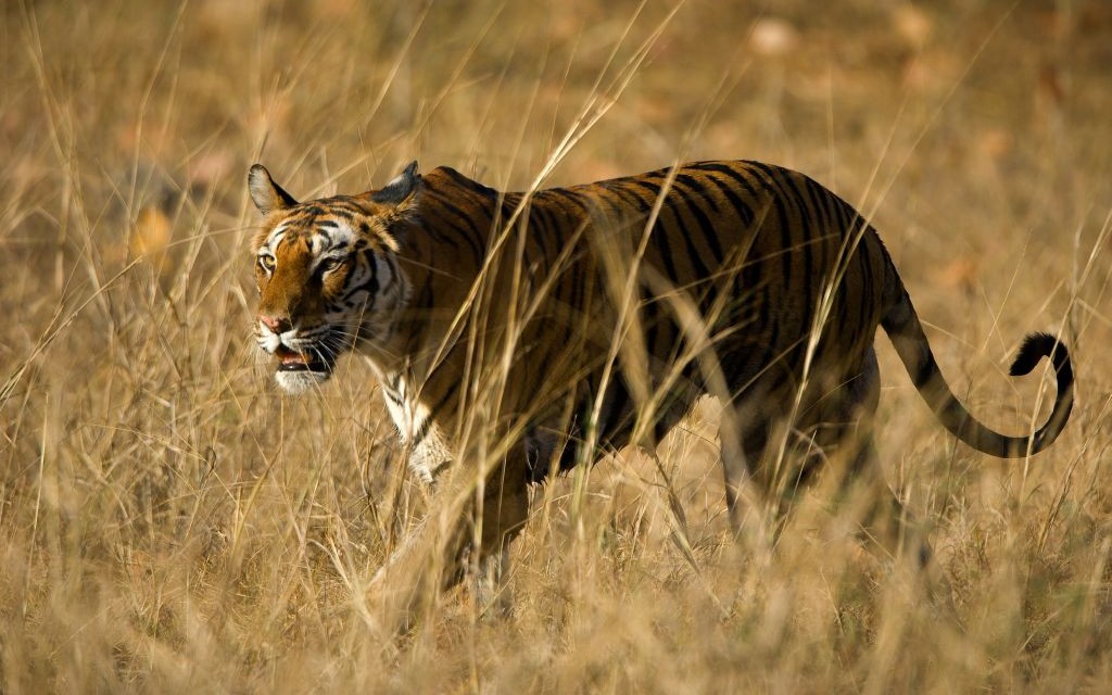 Bengal Tiger of Bandhavgarh National Park, India © Sergey Uryadnikov | Dreamstime 16444945