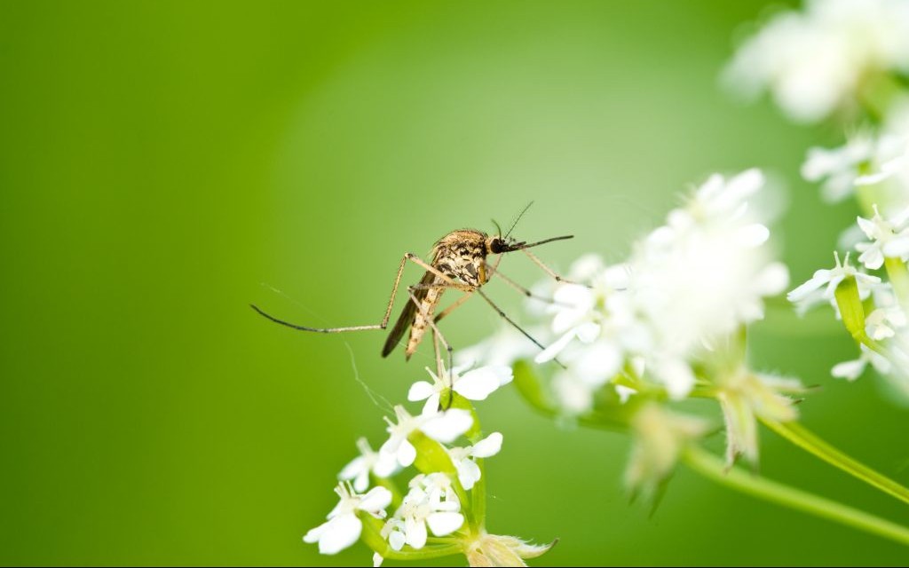 Mosquito © Lostbear | Dreamstime