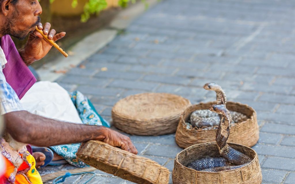 Snake Charmer with his Cobras in Matara, Sri Lanka © Artemfurman | Dreamstime 29243261