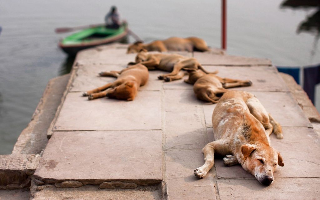 Stray Dogs of Varanasi, India © Vadim Kulikov | Dreamstime 33330120