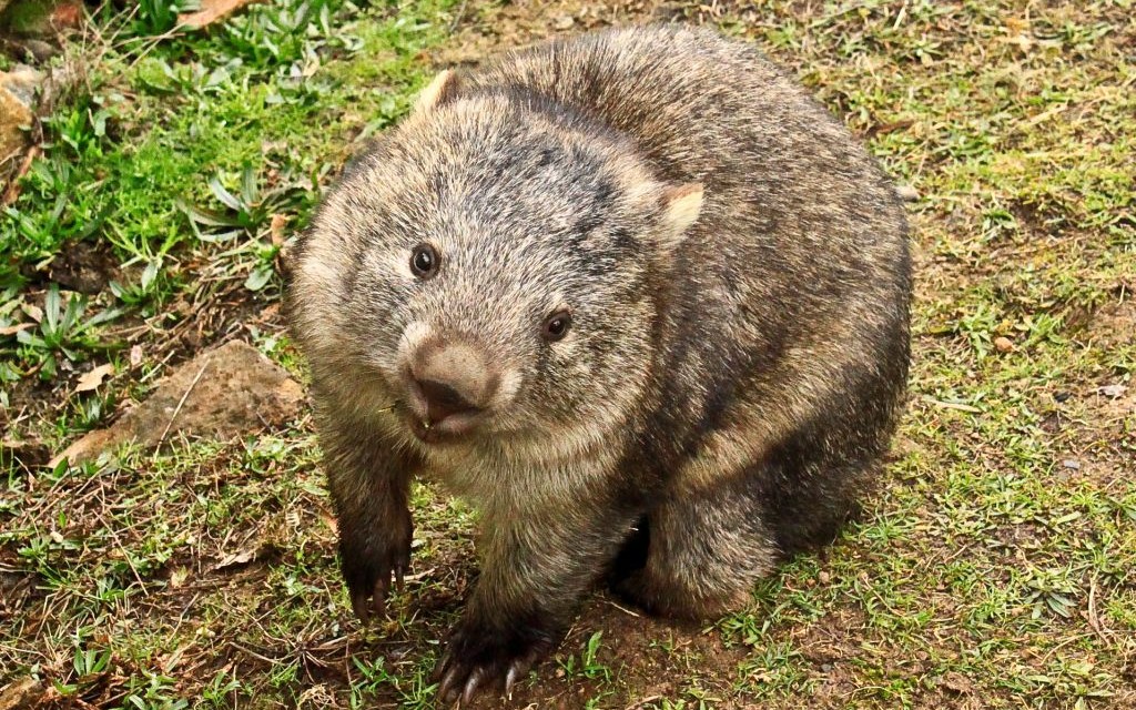 Wombat, Tasmania © Oll230 | Dreamstime 26353141