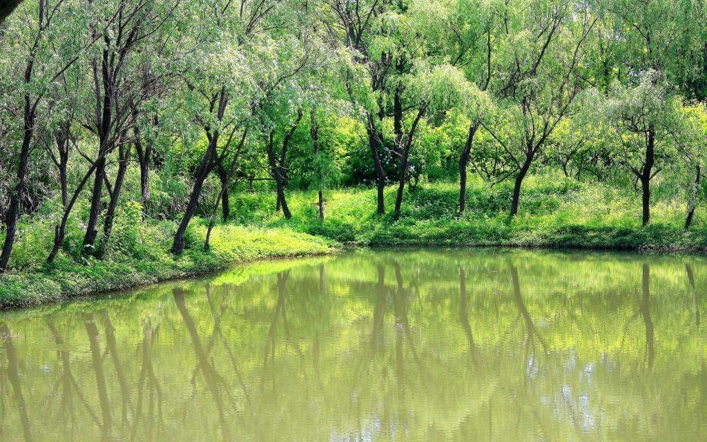 Xixi National Wetland Park, China © Tsangming Chang | Dreamstime 50777732