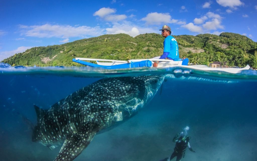 A Whale Shark off Oslob, Philippines © Whitcomberd | Dreamstime 42297269