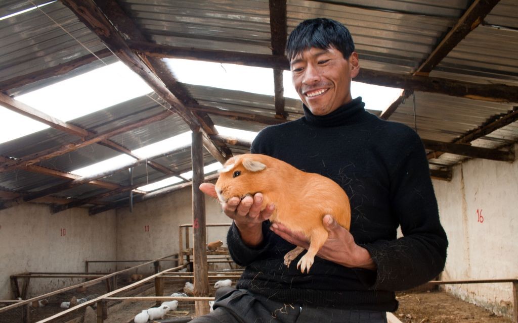 Guinea Pig Farmer, Peru © Dubes Sonego Junior | Dreamstime 54283333
