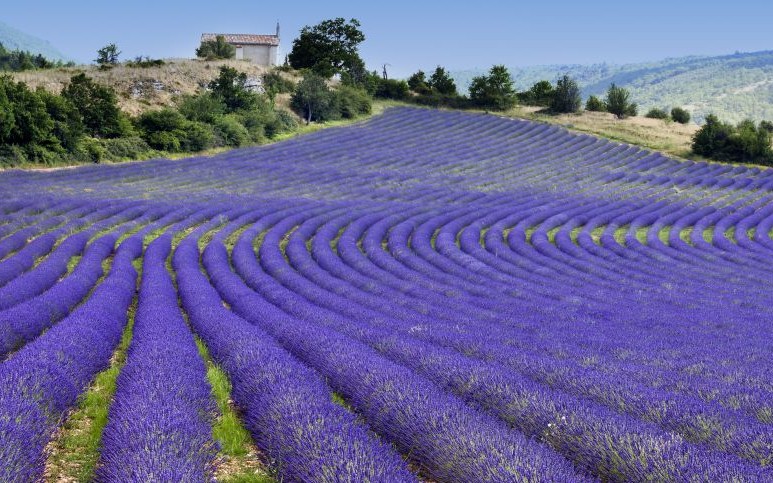 Lavender Fields of Provence, France © Tramontana | Dreamstime 29413947