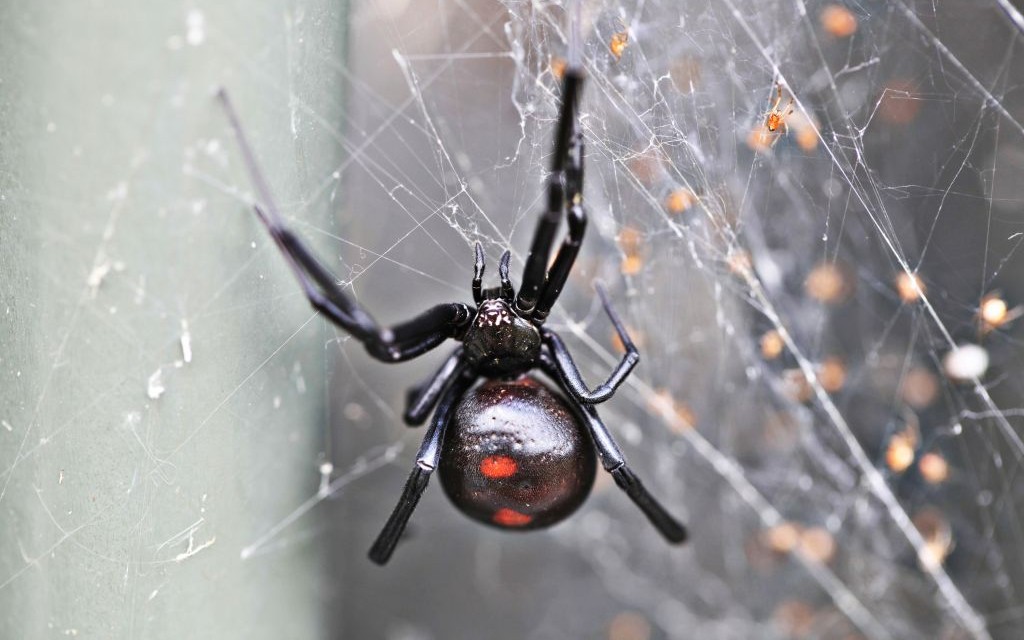 Black Widow Spider © Neverabandonphotography | Dreamstime 25622847