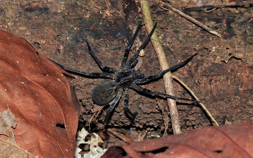 Brazilian Wandering Spider © Andamanse | Dreamstime 46181603