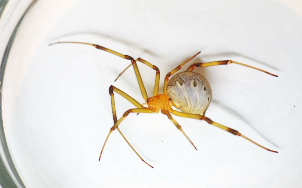 Brown Widow Spider © Trichopcmu | Dreamstime 43085300