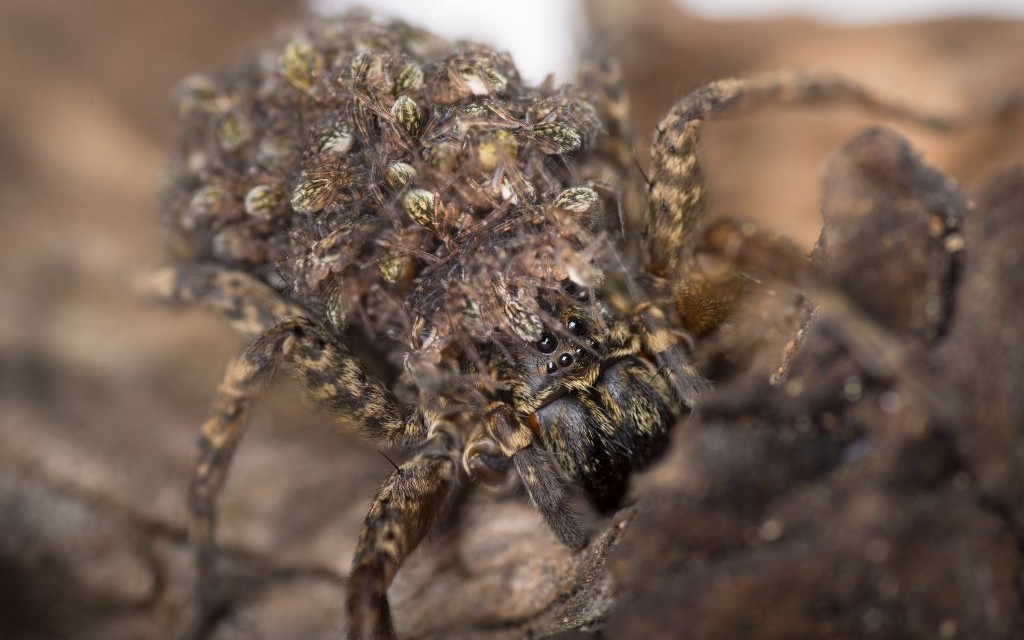 Chilean Recluse with Babies © Heike Falkenberg | Dreamstime 28173525