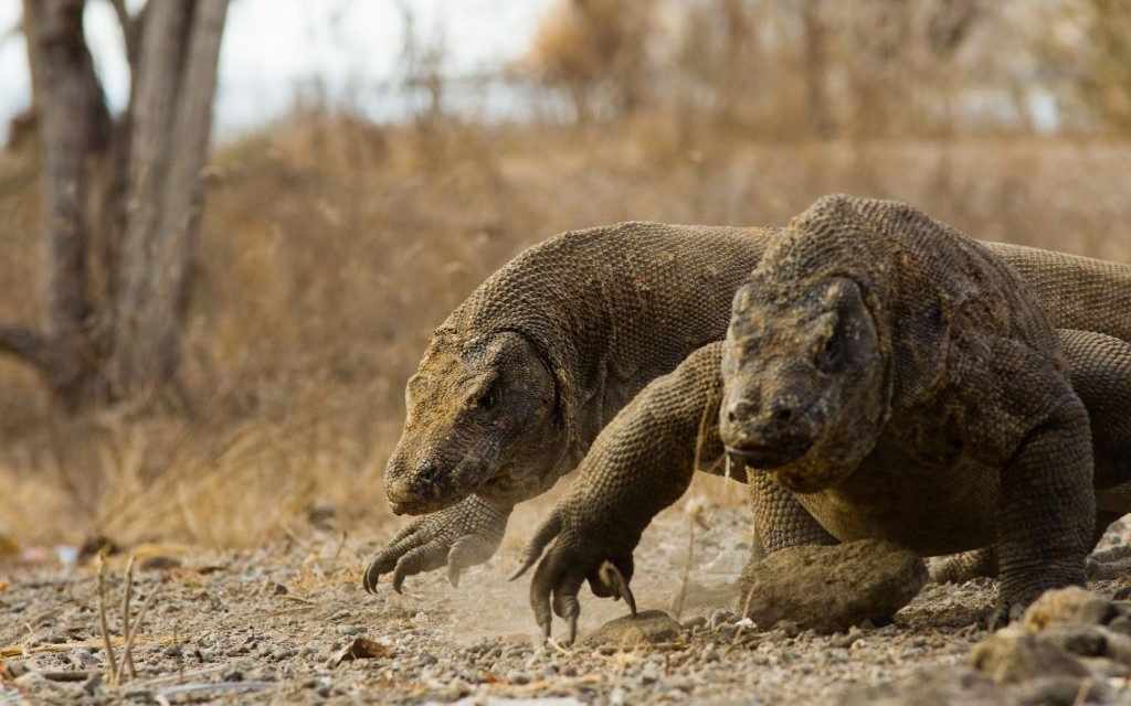 Komodo Dragon, Indonesia © Pius Lee | Dreamstime 14983768