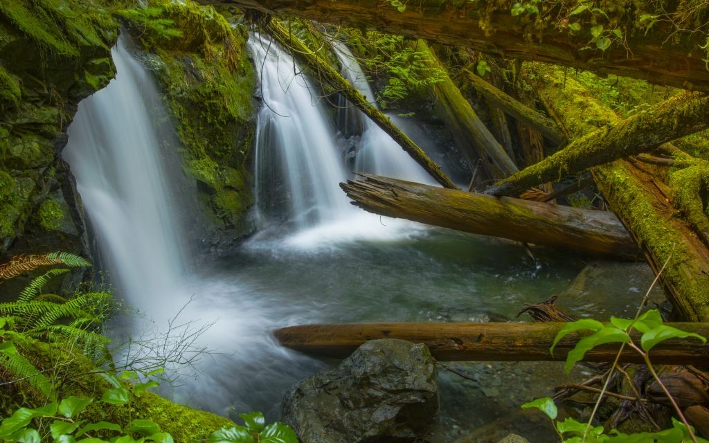 Murhut Creek, Olympic National Forest, Washington © Curtis Smith | Dreamstime 65137356