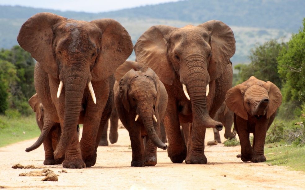 Addo Elephant National Park, South Africa © Jonathan Pledger | Dreamstime 42783415
