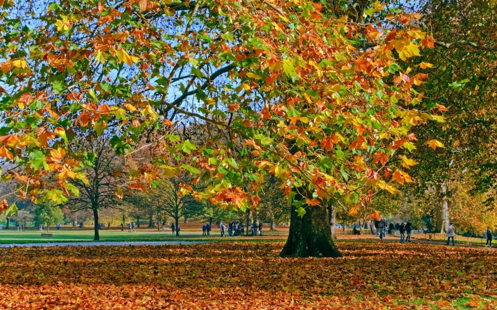 Autumn in Green Park, London, United Kingdom © Dimitar Gadzhurov | Dreamstime 22721888