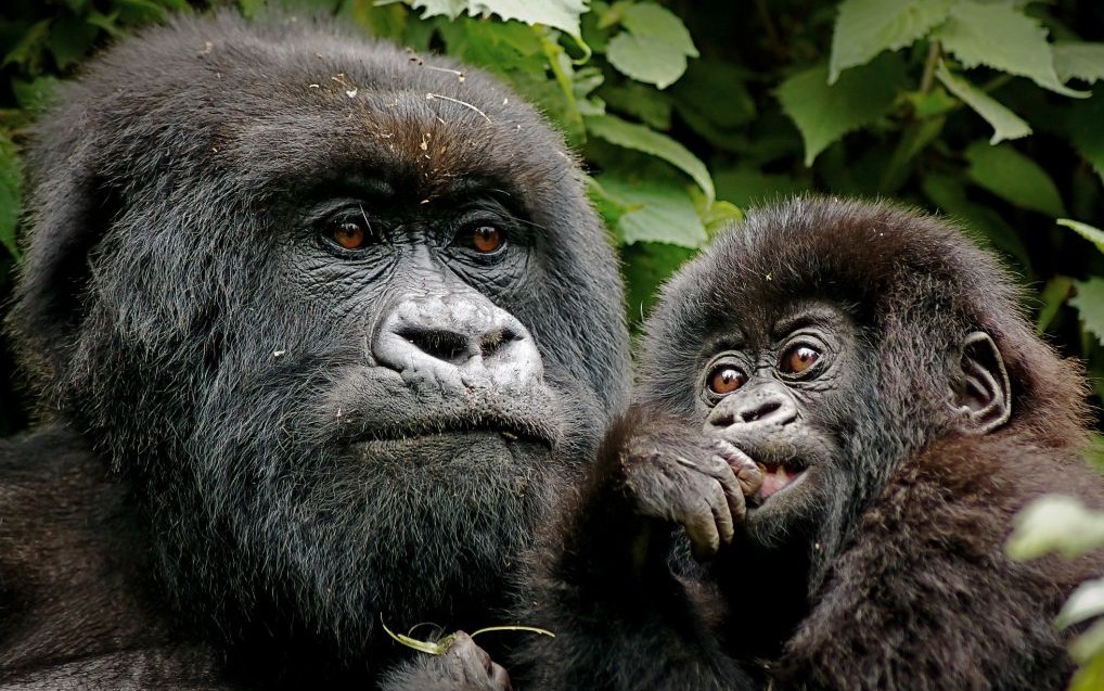 Mountain Gorillas of Bwindi Impenetrable Forest, Kenya © Nickjacksonphotography | Dreamstime 41926655