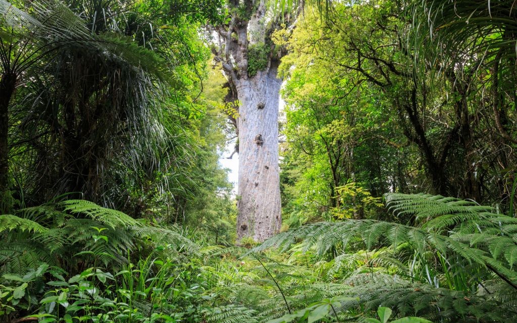 Tane Mahuta, Lord of the Forest, Waipoua, New Zealand © Kyrien | Dreamstime 52437962