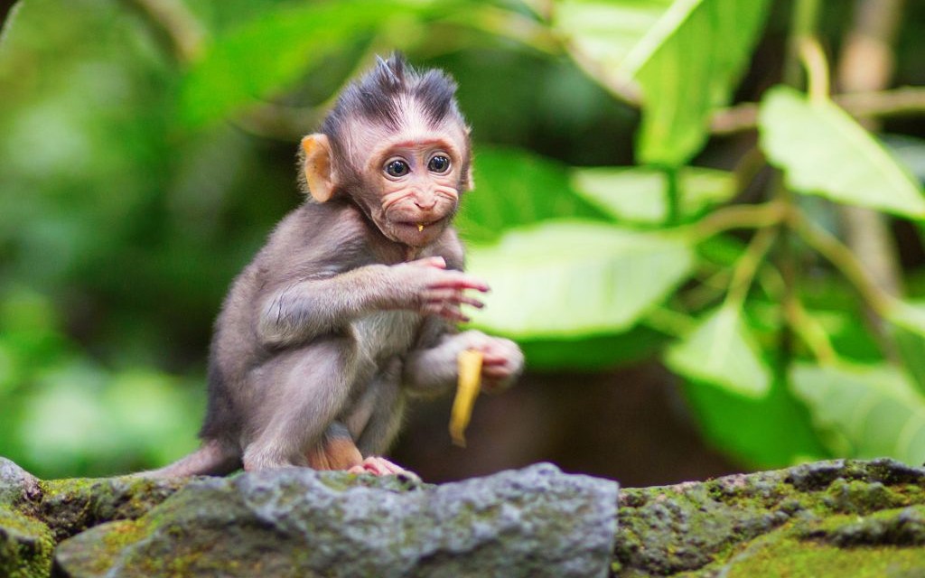 Ubud Monkey Forest, Bali, Indonesia © Ekaterina Pokrovsky | Dreamstime 44011372