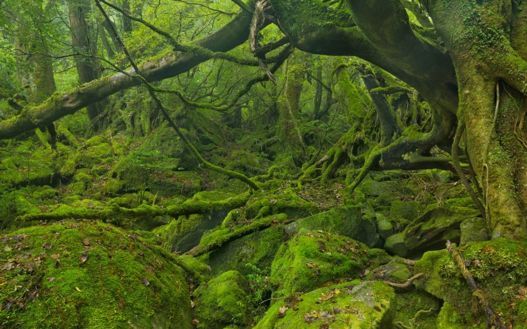 Yakushima Forest, Japan © Sara Winter | Dreamstime 58509106