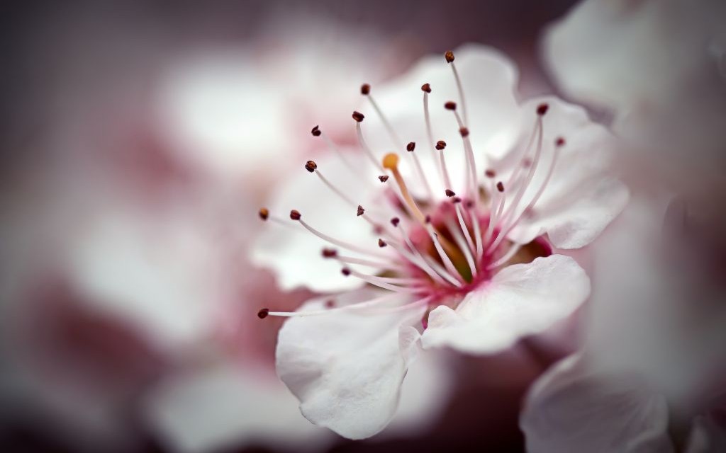 Close-Up Cherry Blossom Macro © Joshkho | Dreamstime 12617032