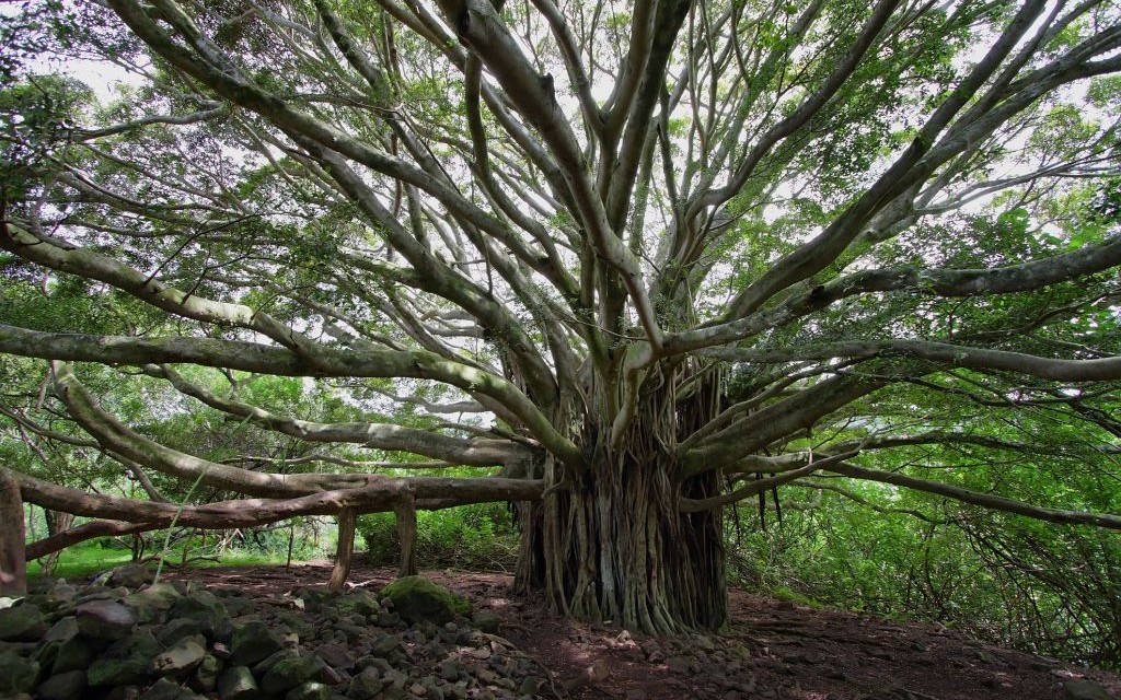 Banyan Tree of Waimoku Falls Trail, Hawai'i © Maria Luisa Lopez Estivill | Dreamstime 37271980