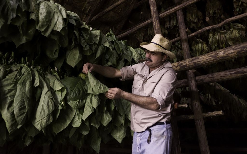 Tobacco Farm, Vinales, Cuba © Adeliepenguin | Dreamstime 67294606