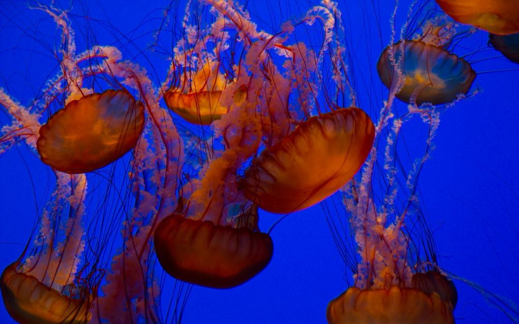 Jellyfish © Bierchen | Dreamstime 21145682