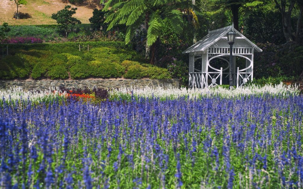 Wellington Botanic Garden, New Zealand © Gaid Phitthayakormsilp | Dreamstime 74231771