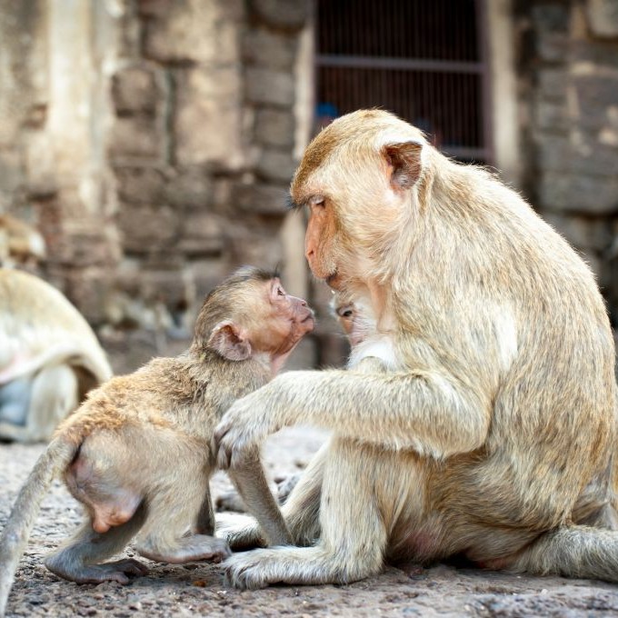 Macaque Monkeys of Phra Prang Sam Yot, Lopburi, Thailand © Sergeychernov | Dreamstime