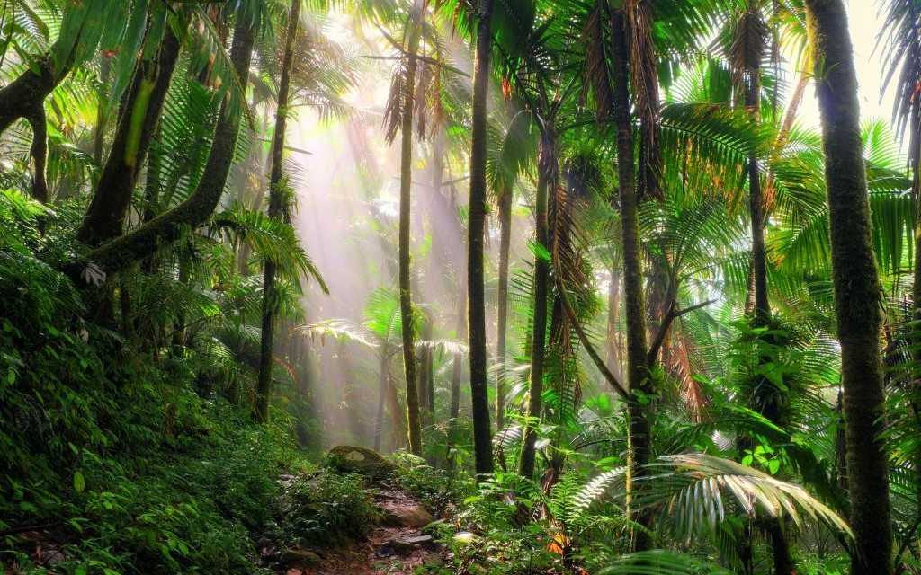 El Yunque National Forest, Puerto Rico © Dennis Van De Water | Dreamstime 71624987