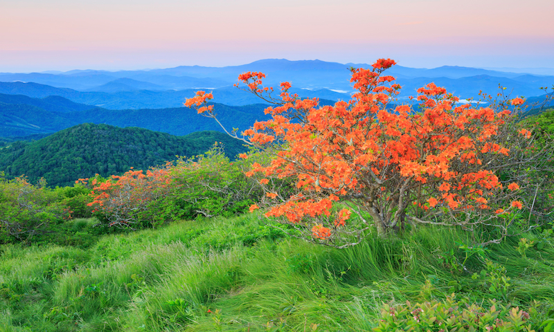 North Carolina Spring