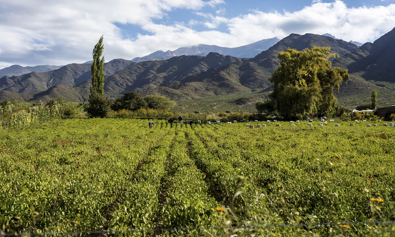 Argentinian Vineyard