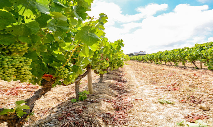 Old vineyards with red wine grapes in the Alentejo wine region near Evora, Portugal Europe