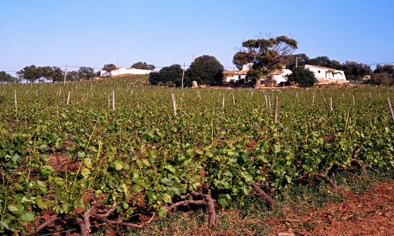 Vineyard, Algarve