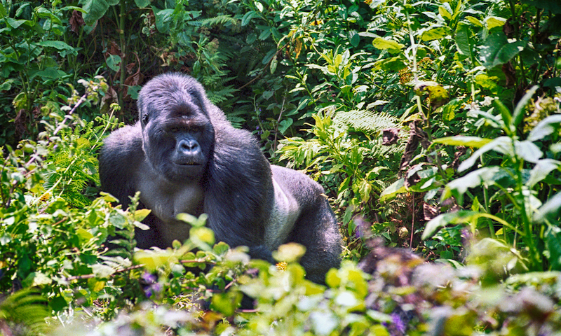 Mountain gorilla