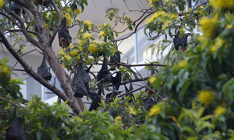 Fruit Bats, also known as Flying Foxes, hanging from a tree in downtown Cairns, Australia