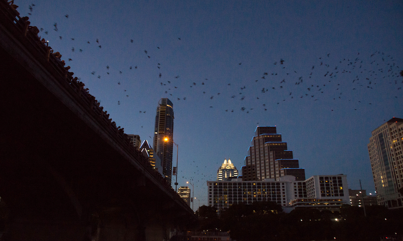 Bats of Austin's Congress Avenue Bridge