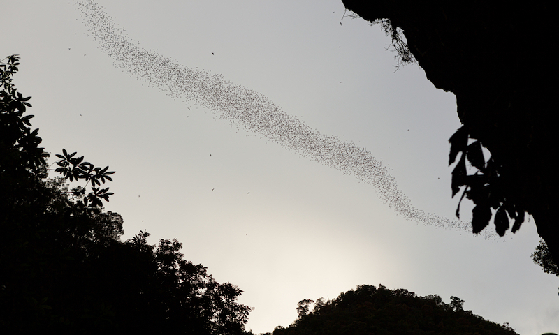 Bats flying in Gunung Mulu national park Borneo Malaysia