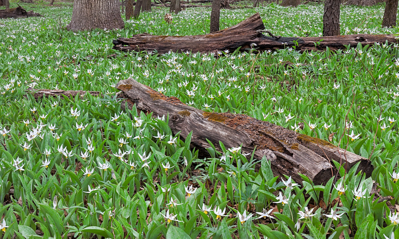 white trout lilies
