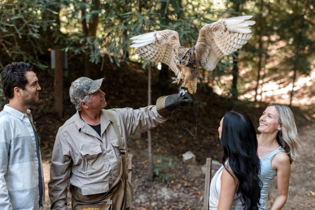 Falconry