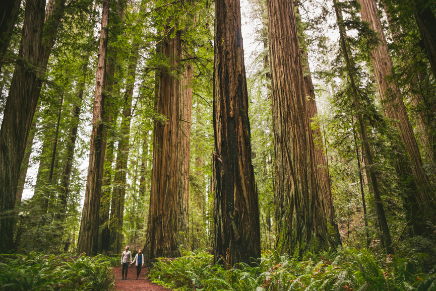 forest walk