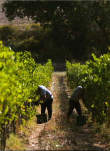 harvesting