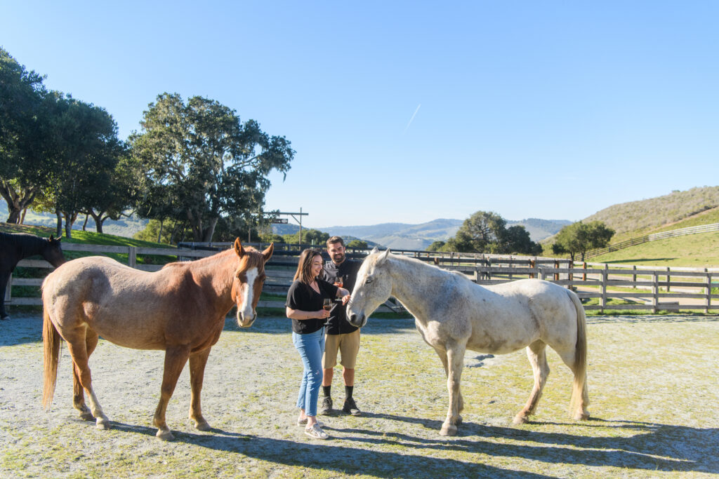 equine experience