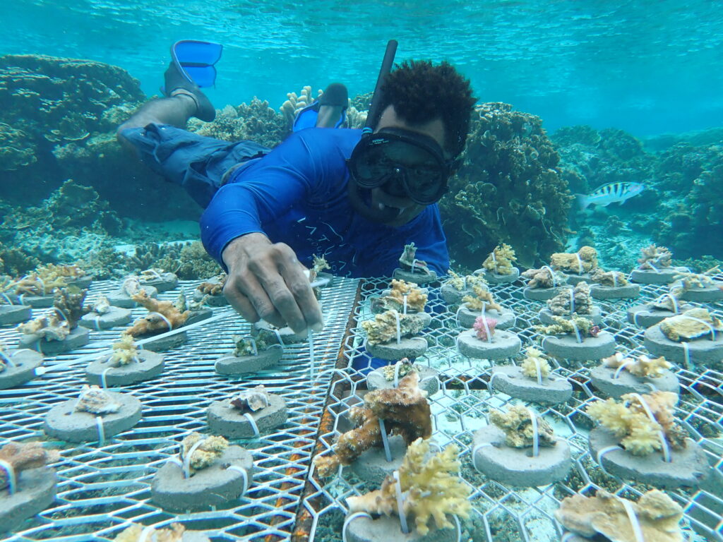 coral nursery